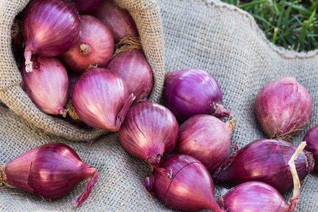 Jual Bawang Merah Brebes Cengkareng Barat